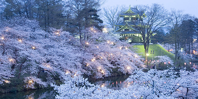 開府400年の高田の夜を彩る日本三大夜桜