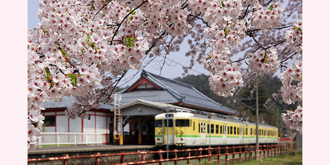 ローカル線の終着駅で
満開の桜がお出迎え
