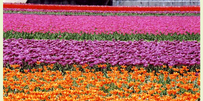 日本一のチューリップの里で開催される花の祭典