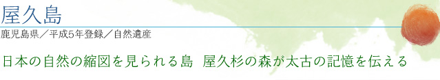 屋久島｜鹿児島県／平成5年登録／自然遺産｜日本の自然の縮図を見られる島　屋久杉の森が太古の記憶を伝える