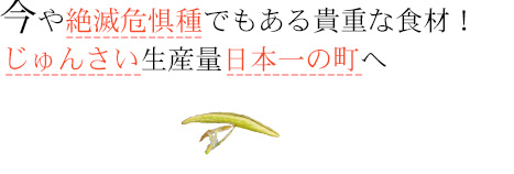 今や絶滅危惧種でもある貴重な食材！じゅんさい生産量日本一の町へ