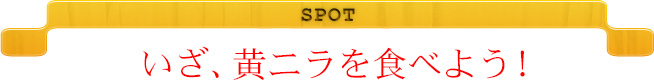 SPOT　いざ、黄ニラを食べよう！