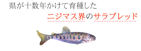 県が十数年かけて育種したニジマス界のサラブレッド