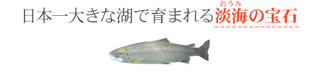 日本一大きな湖で育まれる淡海（おうみ）の宝石