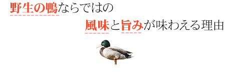 野生の鴨ならではの風味と旨みが味わえる理由