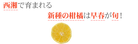 西湘で育まれる新種の柑橘は早春が旬！