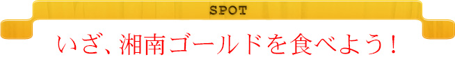 SPOT　いざ、湘南ゴールドを食べよう！