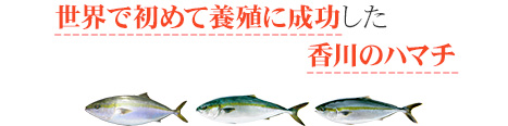 世界で初めて養殖に成功した香川のハマチ