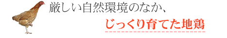 厳しい自然環境のなか、じっくり育てた地鶏