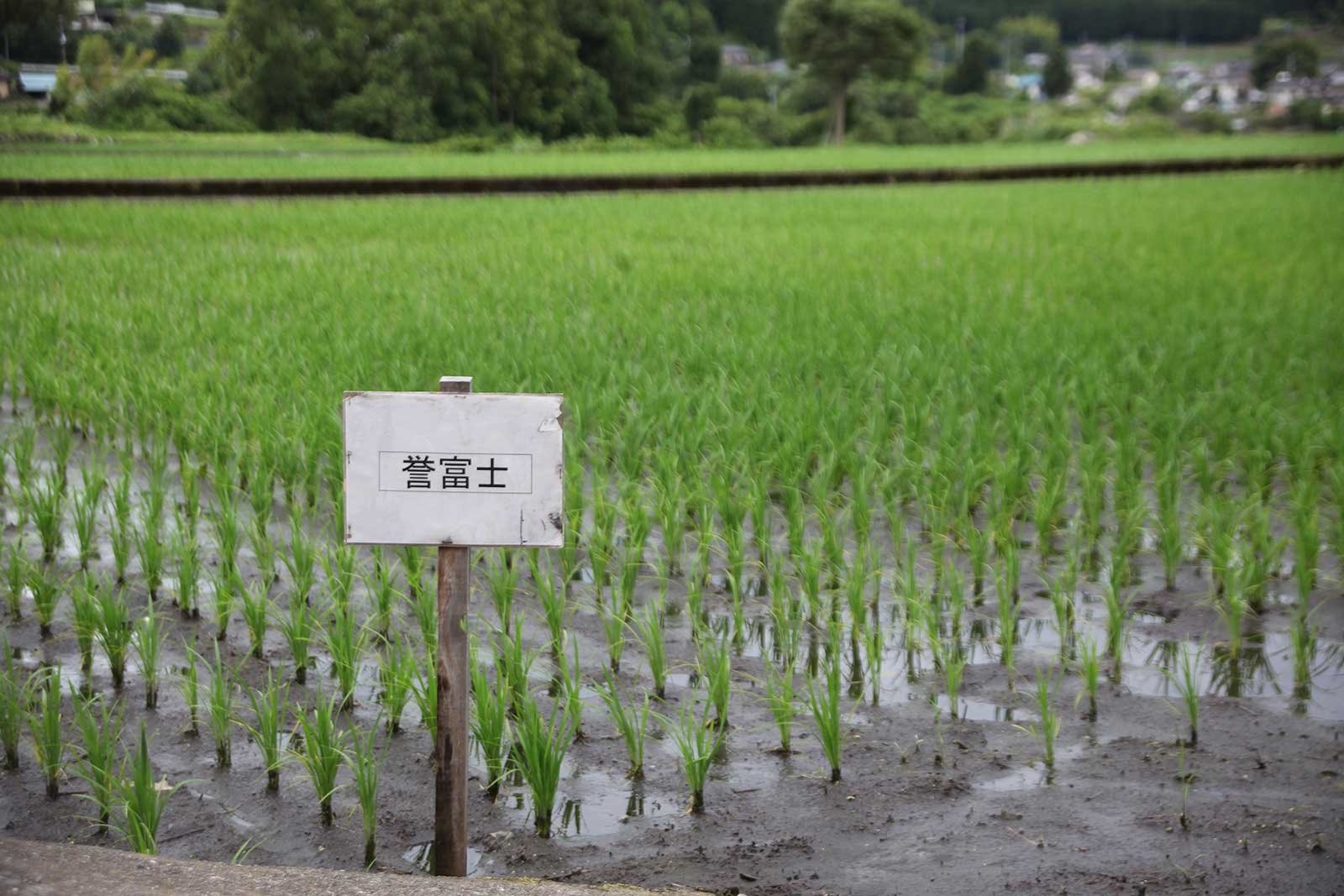 富士錦酒造7