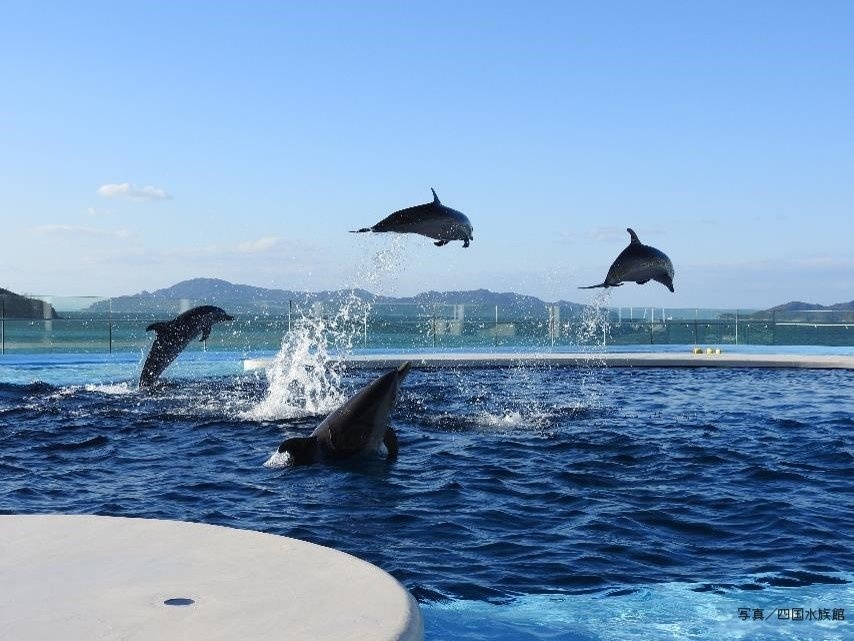 四国水族館イルカプール