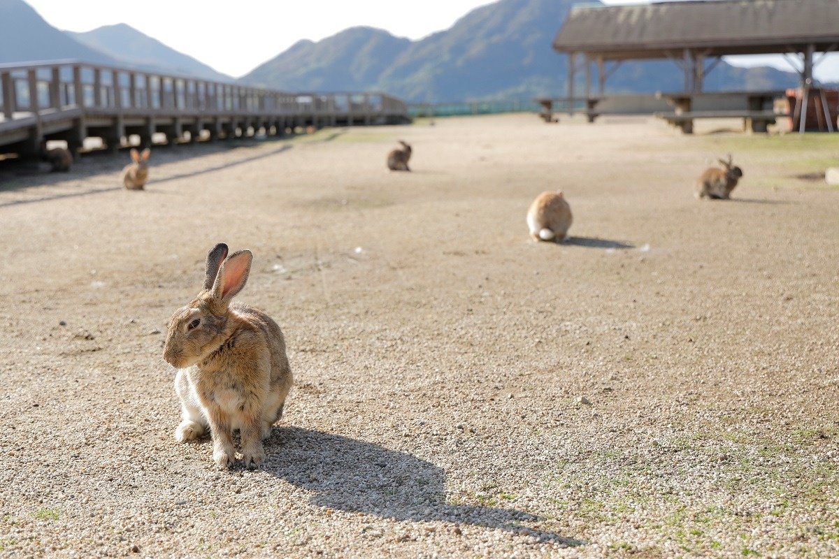 大久野島　うさぎ