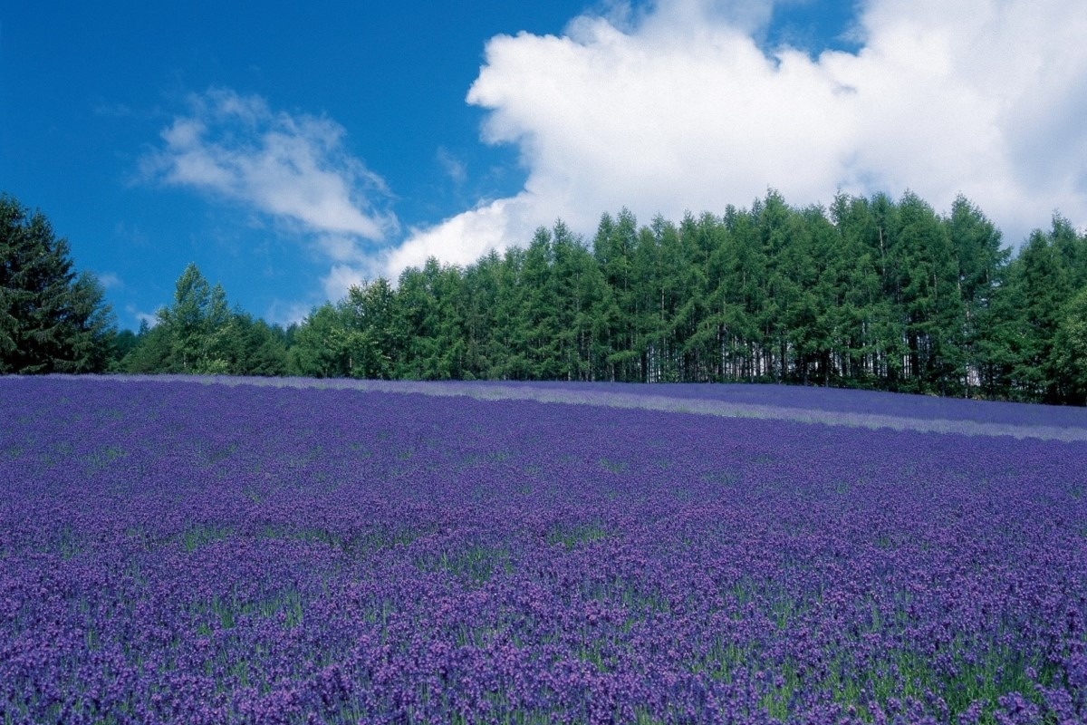 北海道のラベンダー園