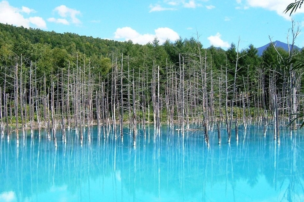 美瑛の観光スポット白金青い池