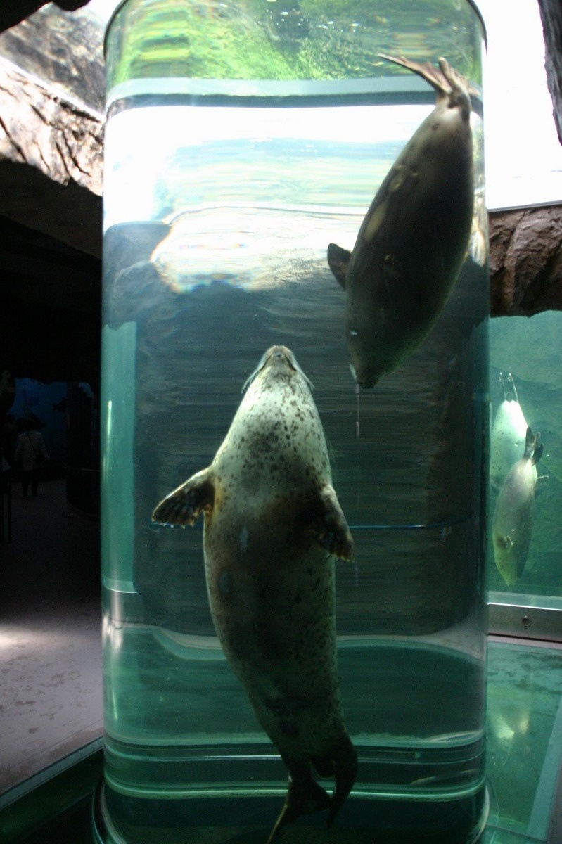 旭川市旭山動物園のアザラシ