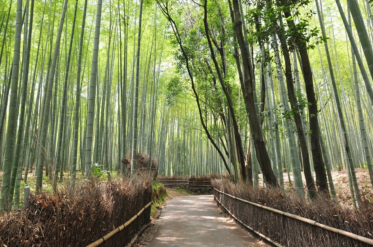 フルムーン夫婦グリーンパス2020で行くおトクな旅のモデルコース京都・京の冬の旅嵐山竹の小径