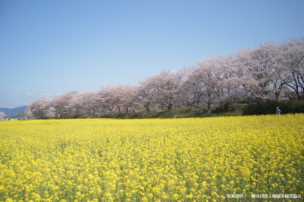 青春18きっぷで行く日帰り旅モデルコース藤原宮跡の桜と菜の花