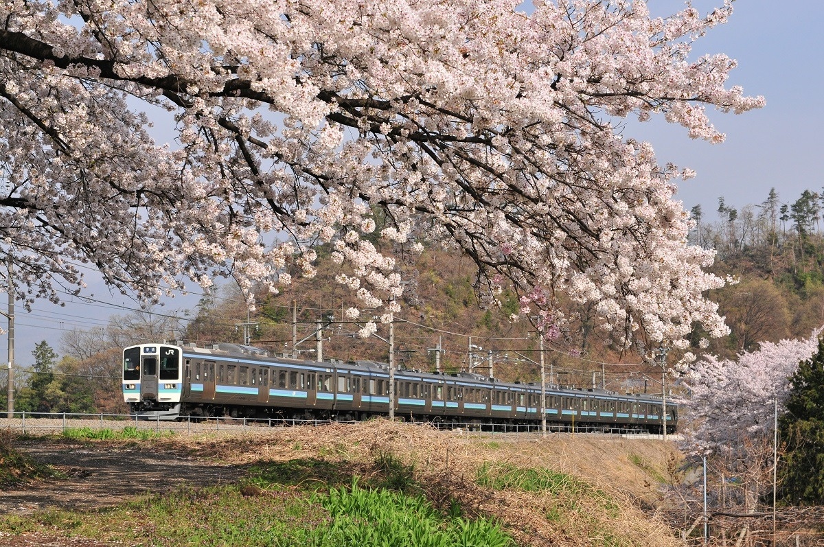 青春18きっぷで桜めぐり