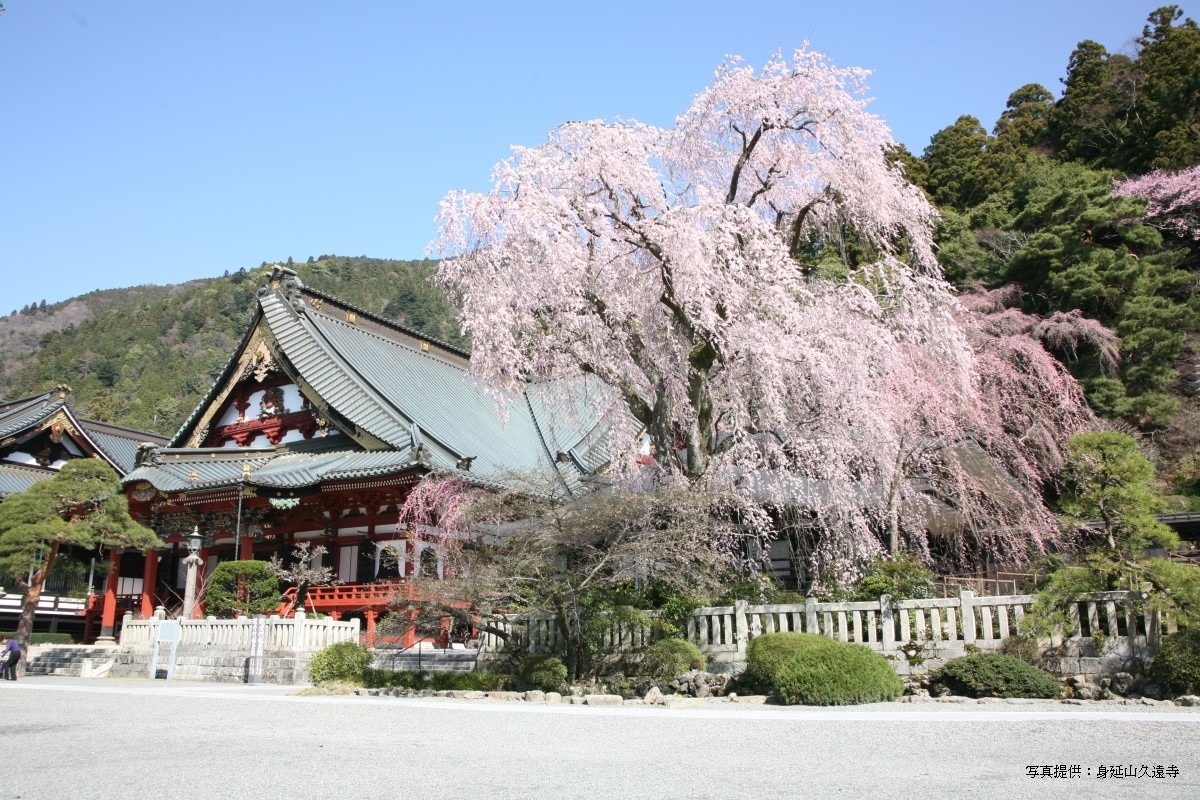 青春18きっぷで行く日帰り旅モデルコース身延山久遠寺のしだれ桜