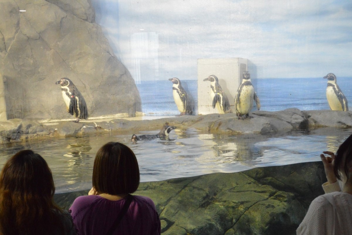 『青春ブタ野郎はバニーガール先輩の夢を見ない』聖地の新江ノ島水族館「フンボルトペンギン」