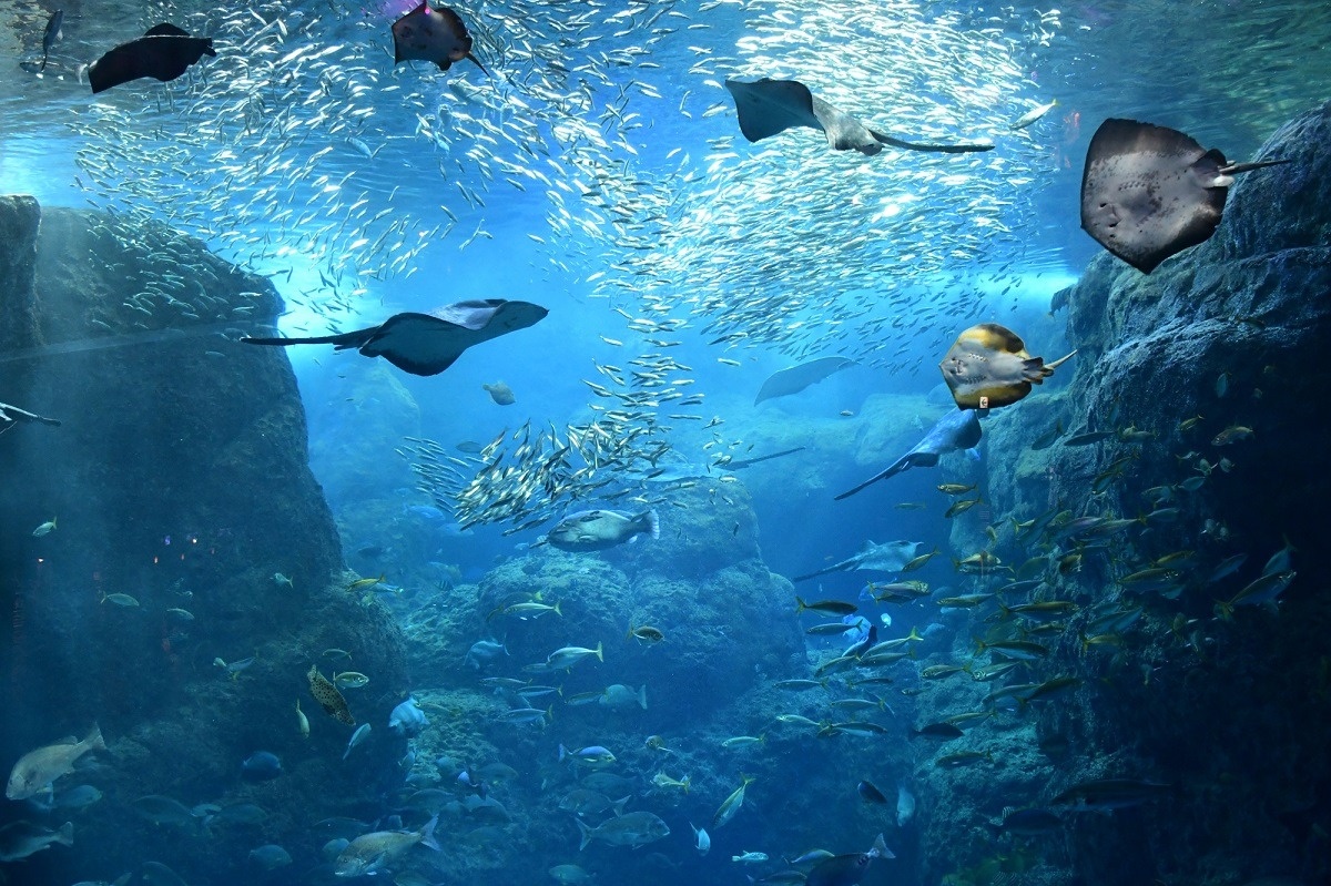 『青春ブタ野郎はバニーガール先輩の夢を見ない』聖地の新江ノ島水族館
