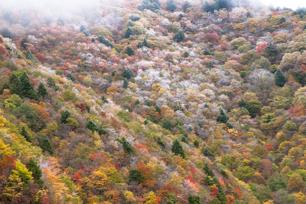 剣山（つるぎさん）の北隣にある丸笹山（まるざさやま）の南斜面。国道438号そばの山肌なので、登山しなくてもこの絶景が見られます