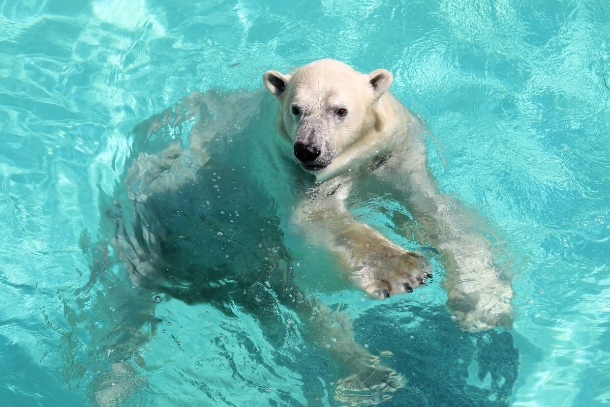 男鹿水族館GAO