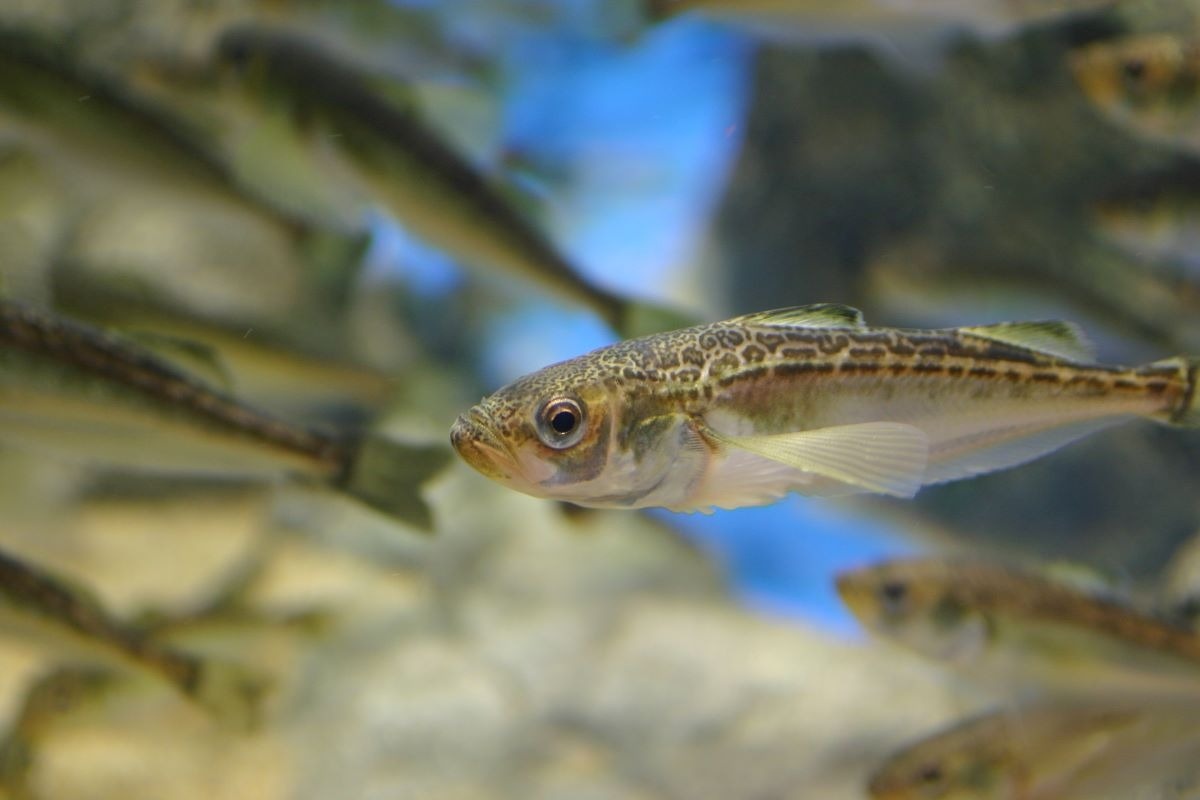 男鹿水族館GAO