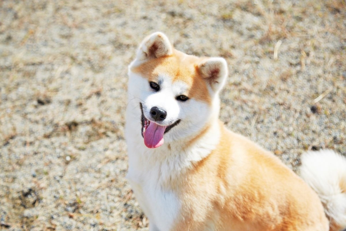 秋田犬ステーション もも