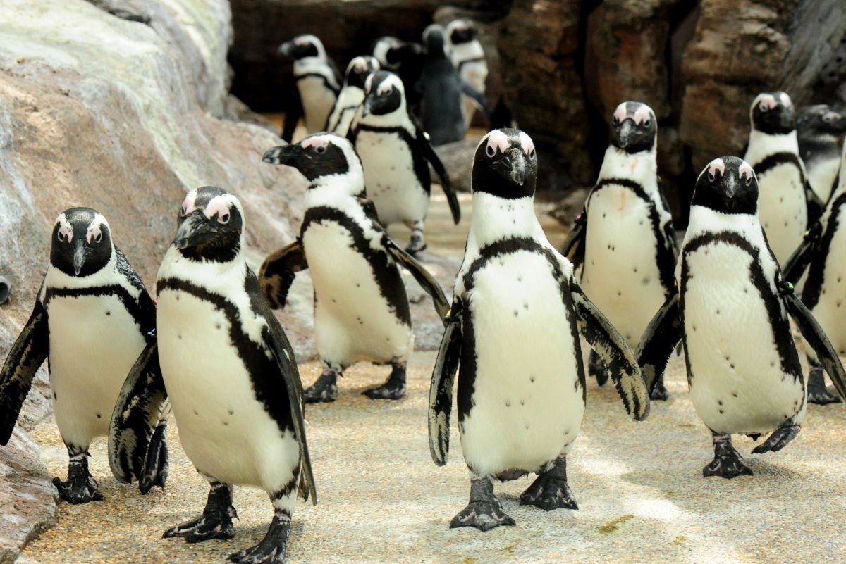 京都水族館