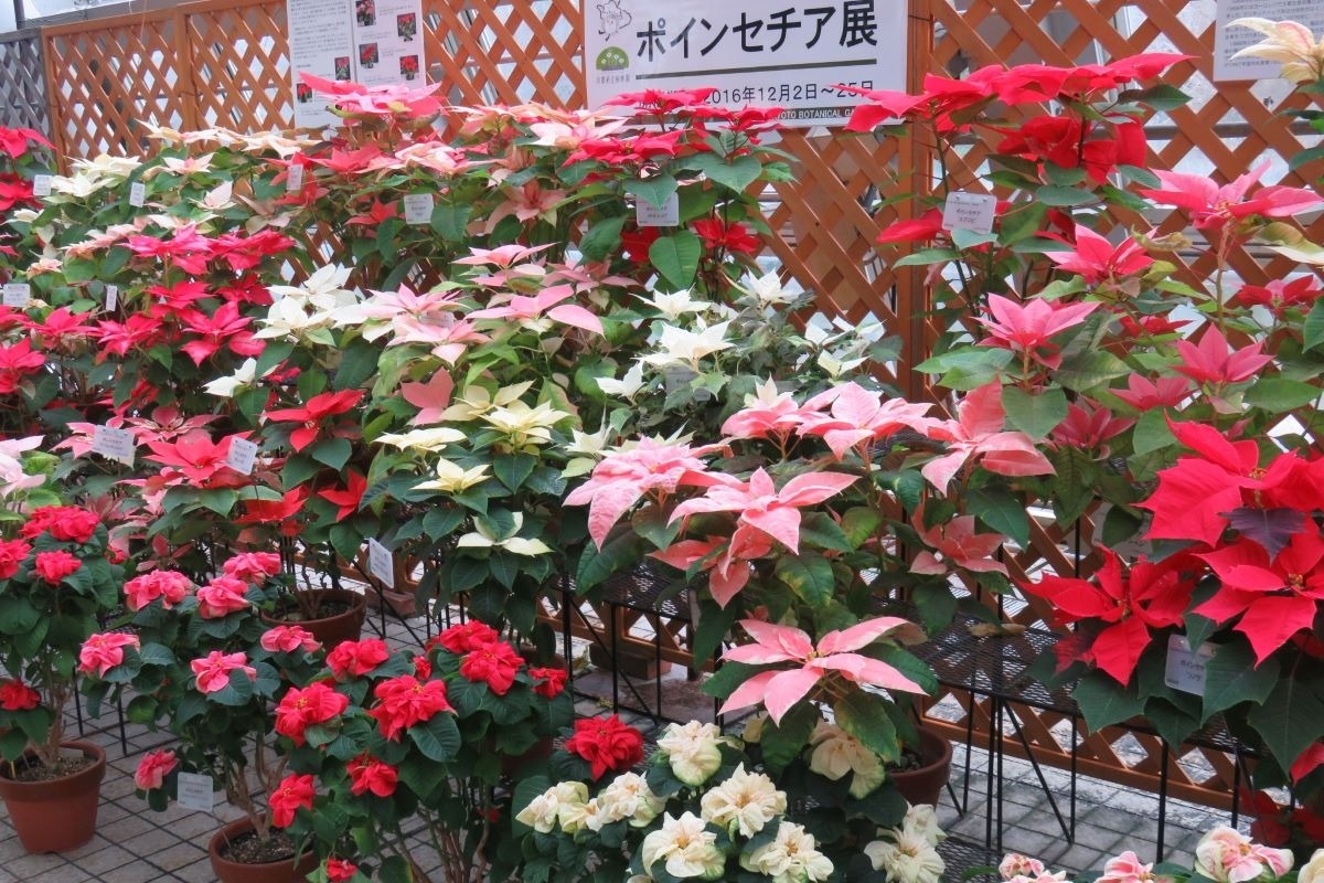 京都府立植物園