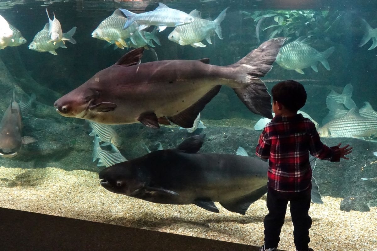 世界淡水魚園水族館 アクア・トトぎふ