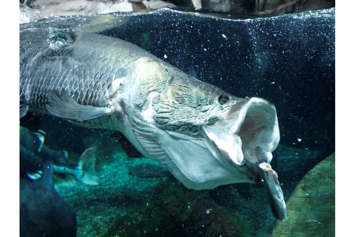 世界淡水魚園水族館 アクア・トトぎふ