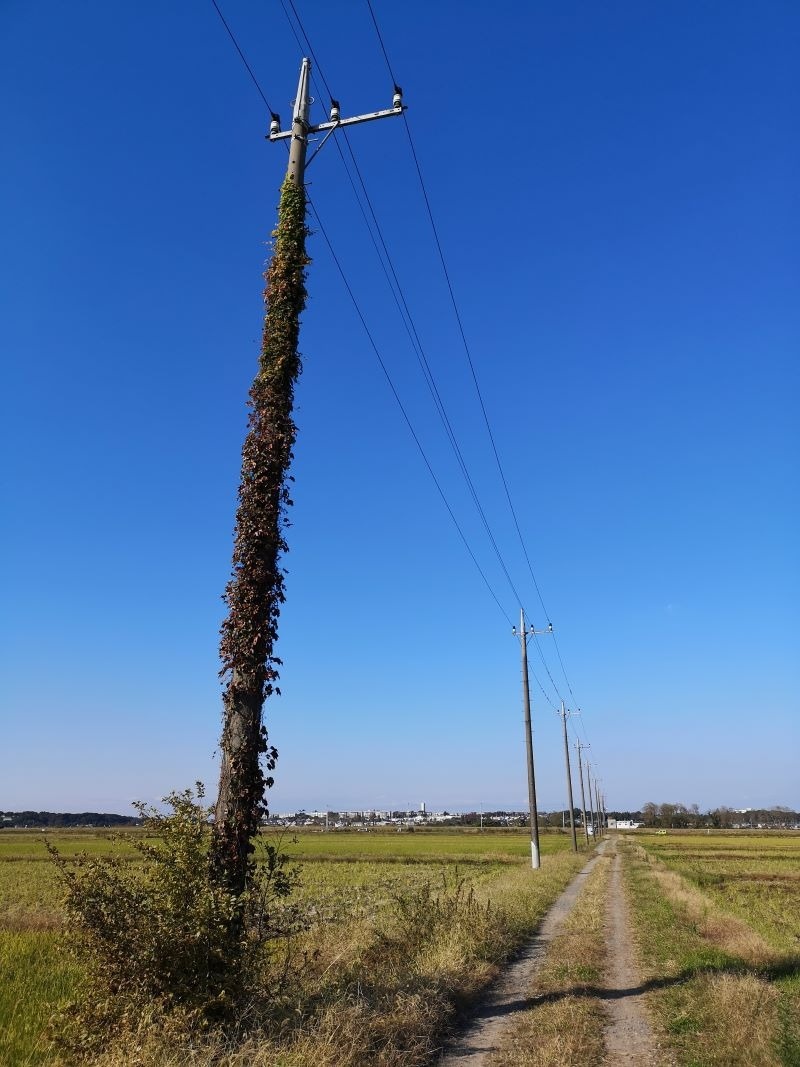 蔦に覆われた電信柱