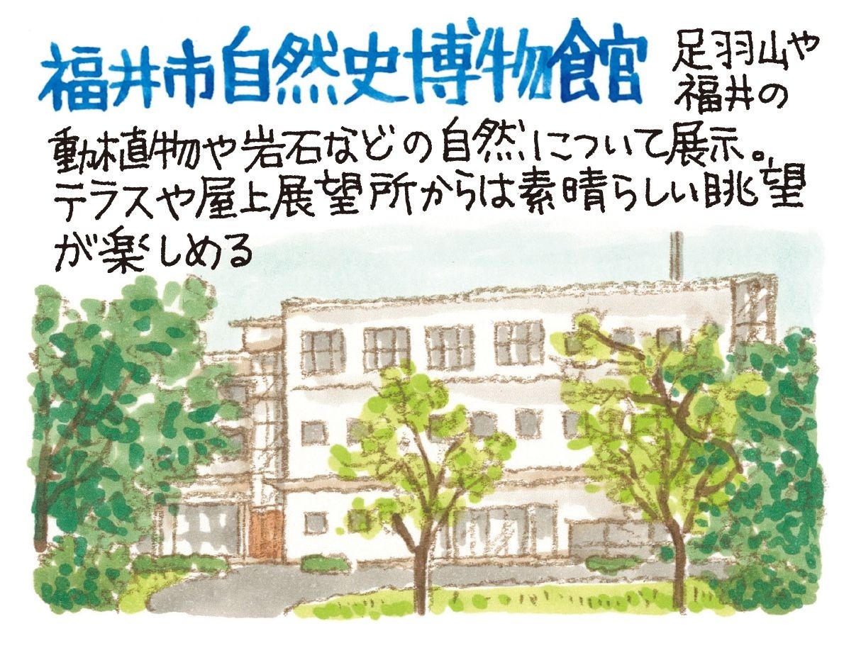 福井市自然史博物館　イラスト