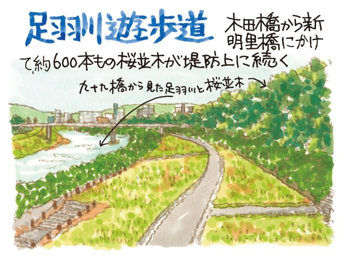 足羽川遊歩道　イラスト