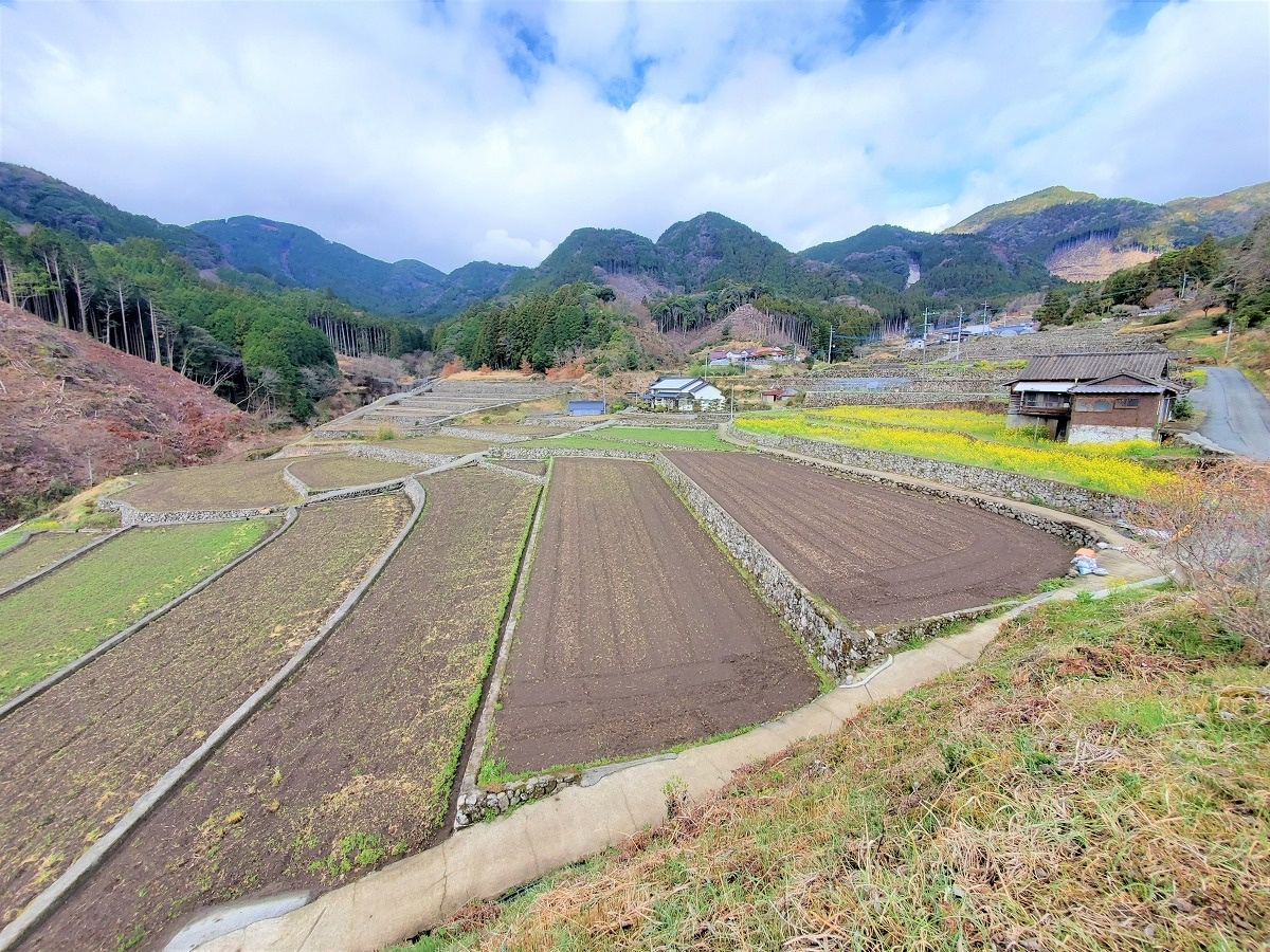 東峰村竹地区の棚田