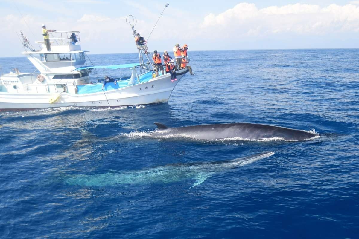 クジラといっしょにクルージング