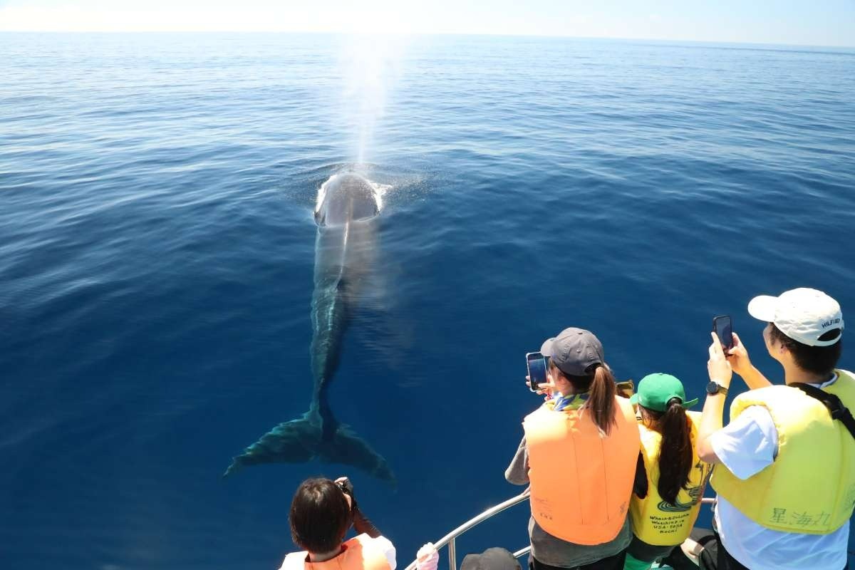 大型のクジラを間近に見られる