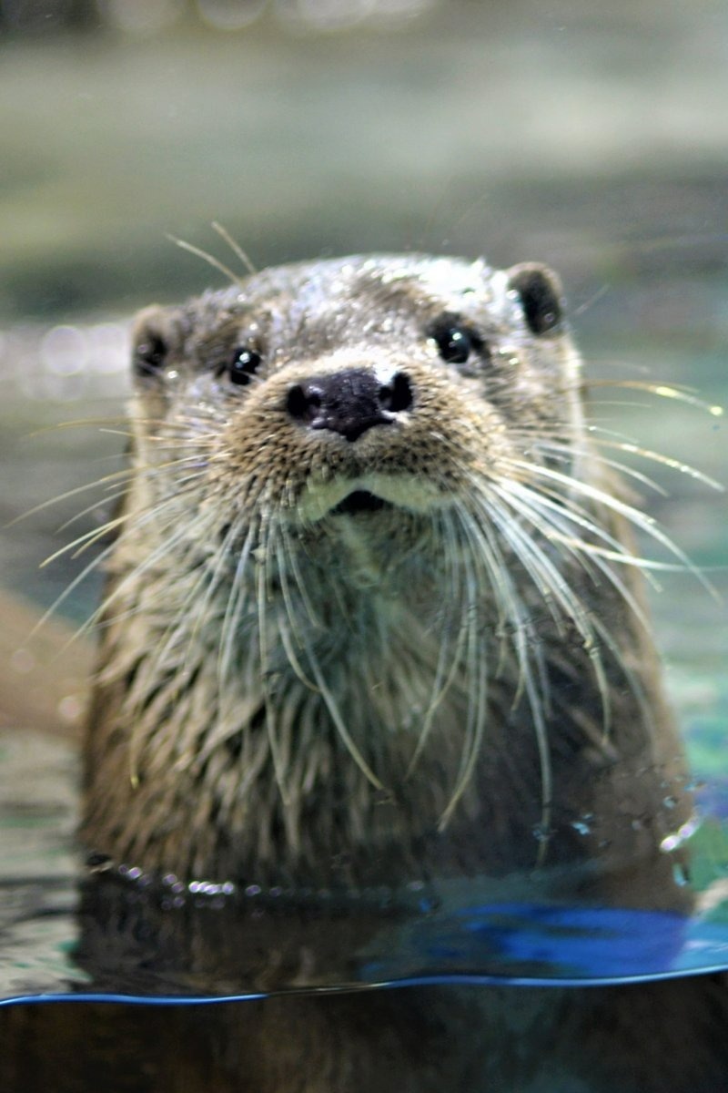 愛らしいユーラシアカワウソの姿