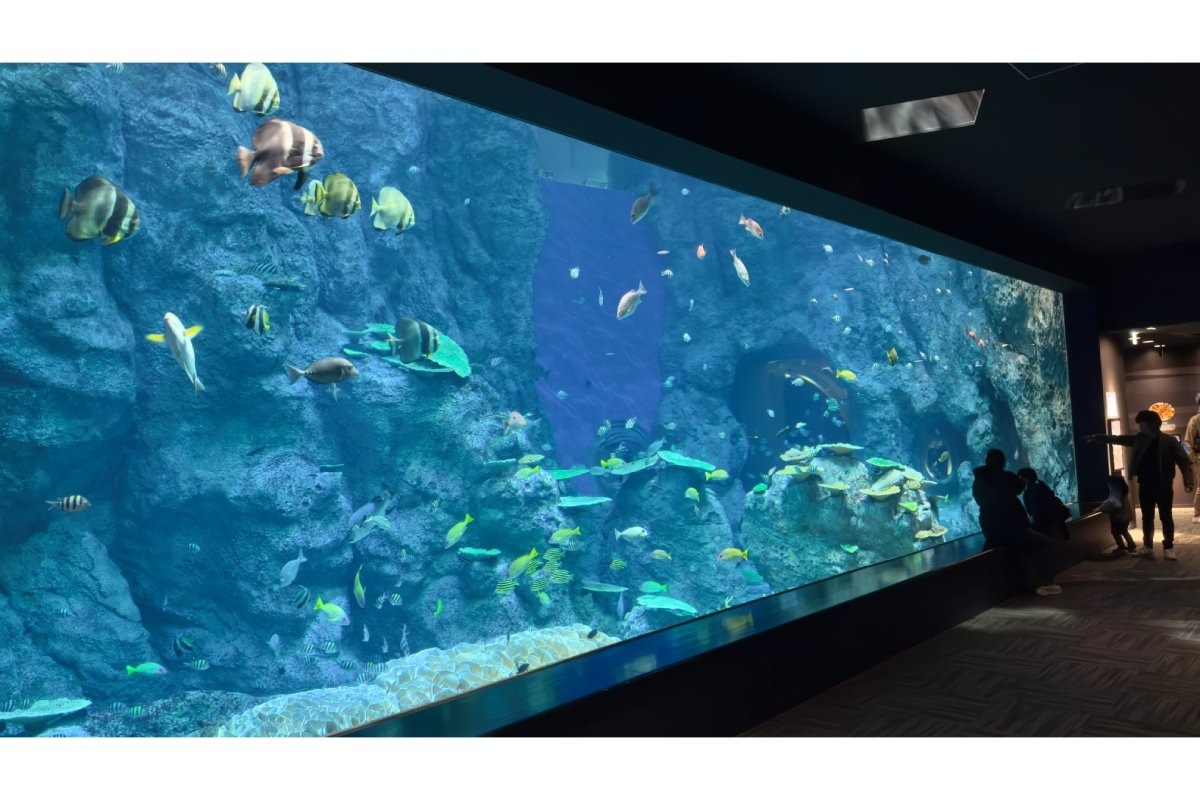 竜串湾の生態系を再現した大水槽