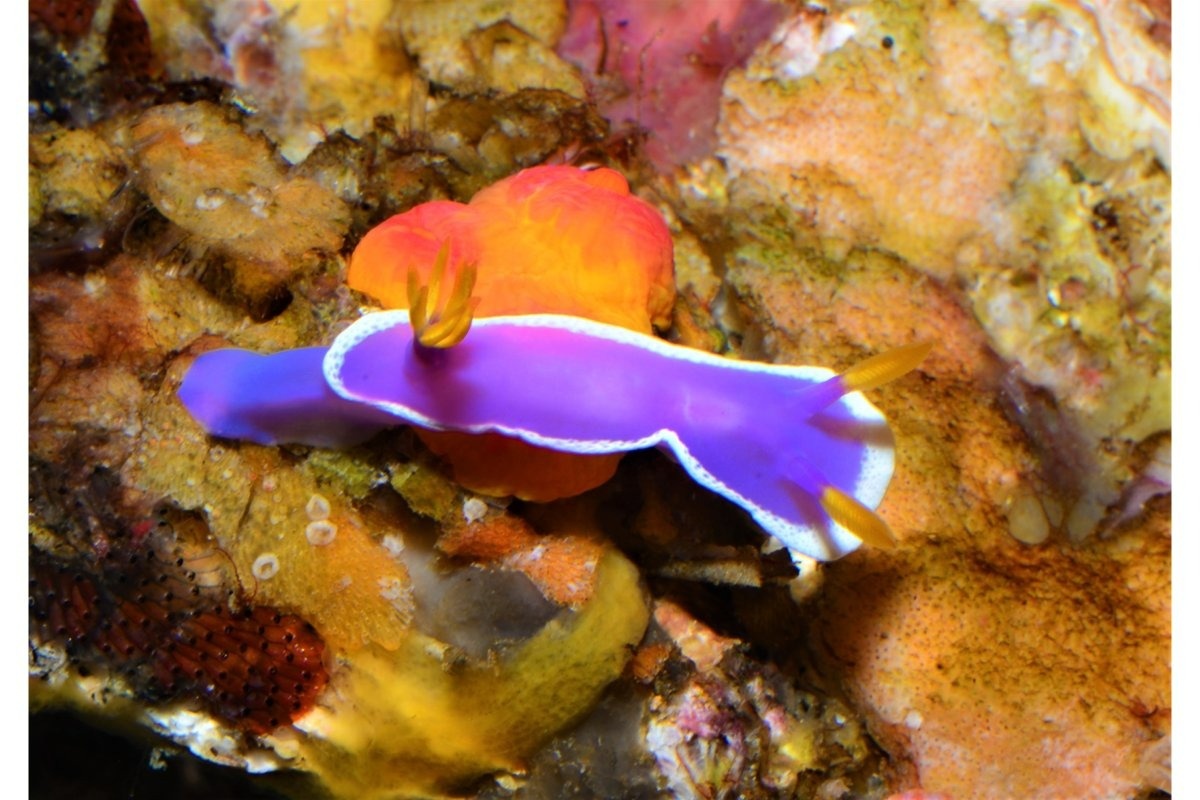 シンデレラウミウシ