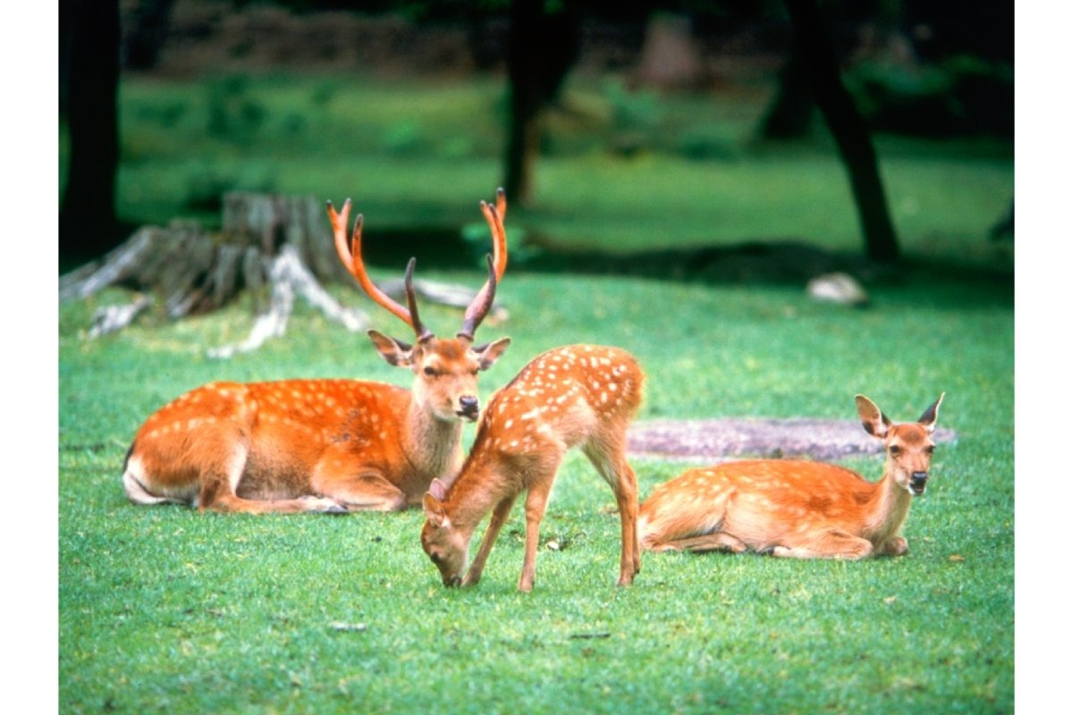 国の天然記念物「奈良のシカ」