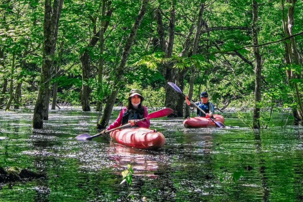 水没林の間をカヤックに乗って進む
