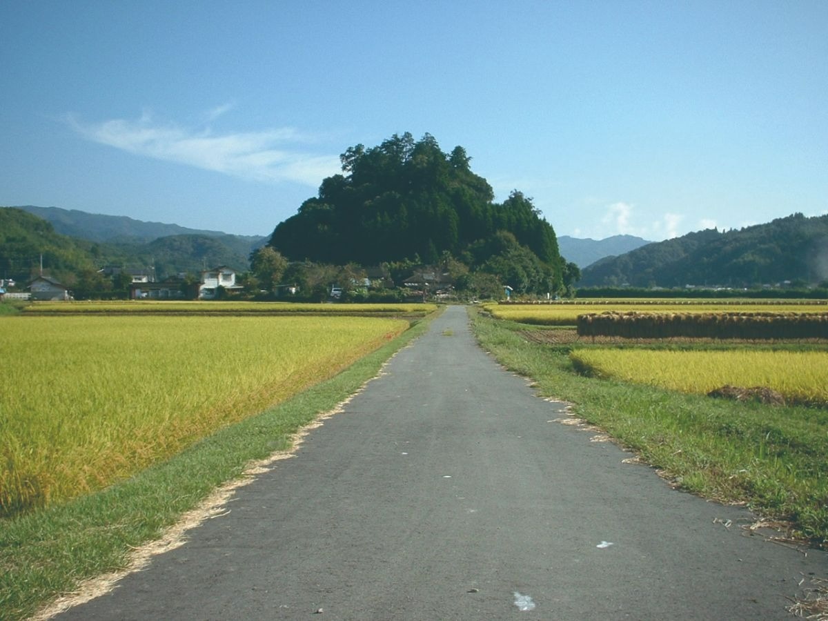 田んぼに囲まれた道