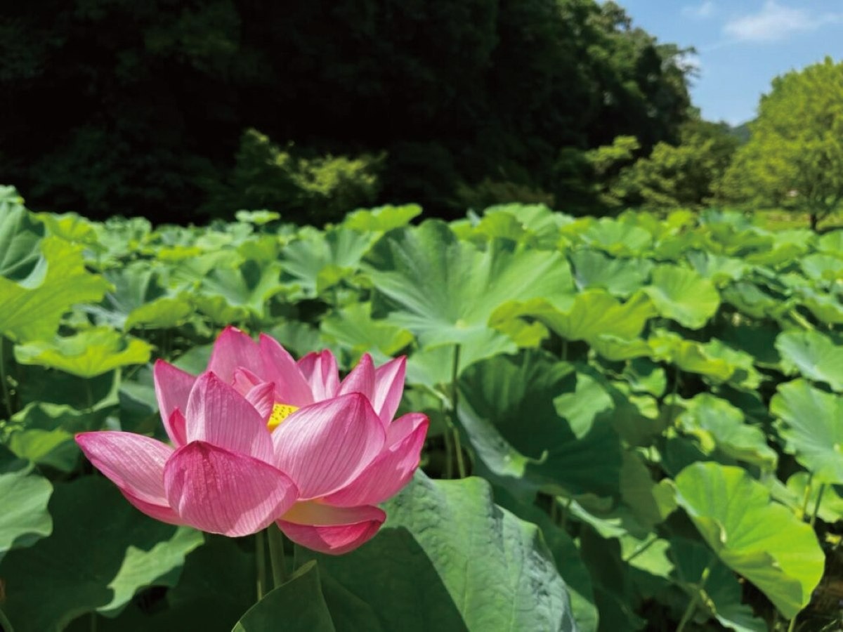 蓮の花