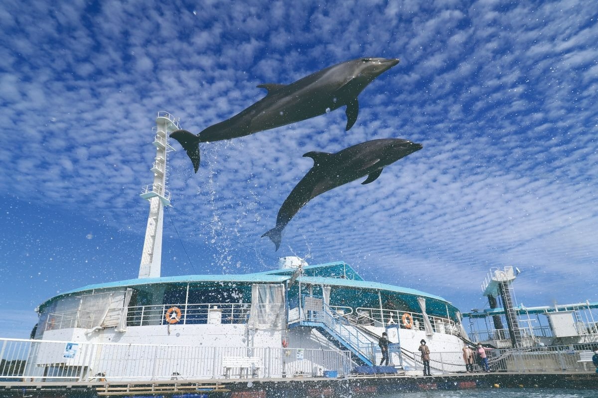 飛ぶイルカ