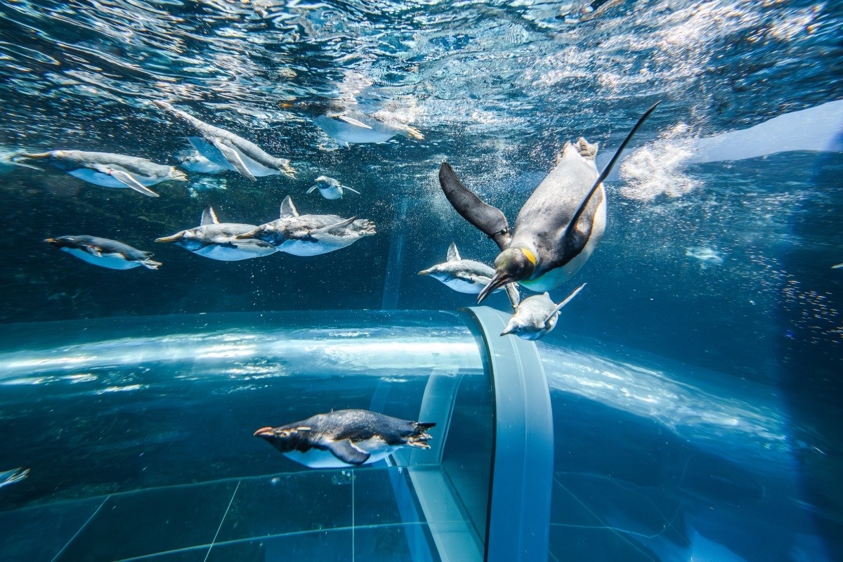 泳ぐ姿を眺められるペンギン村の亜南極水槽