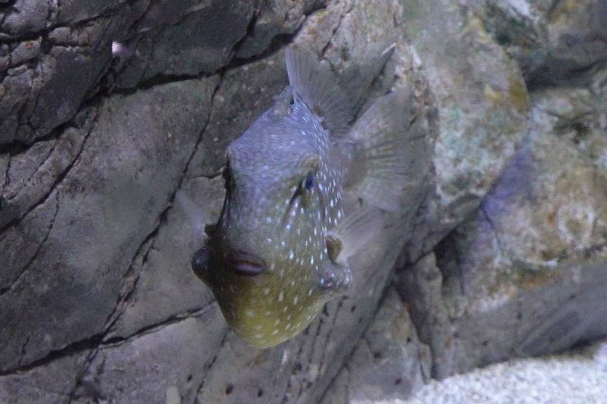 フグの仲間、ツバサモンガラ属の一種