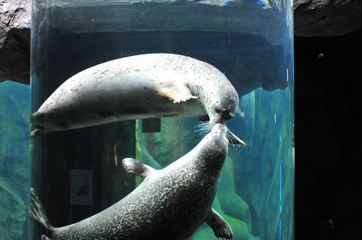 旭山動物園のアザラシ